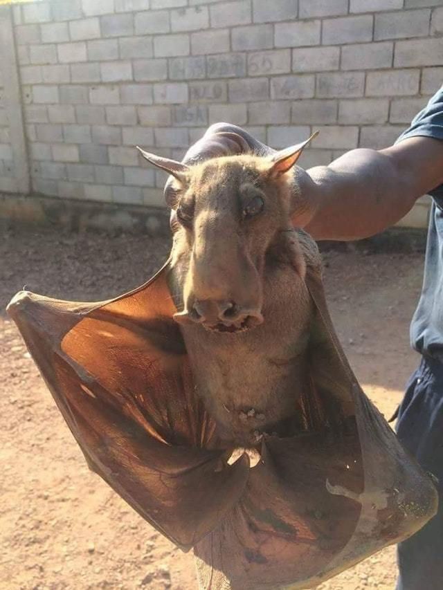 Hammerhead Pteropus (Hypsignathus monstrosus) is the largest and, without doubt, the strange-looking bat of Africa, This large Pteropus common in mangroves and in coastal and marshy forests. Its wingspan can reach up to 97 cm, and body length — 28 see the name of this type, due to a large head unusual shape in males. However, this form of skull is not random. Enlarged rostrum (prednaznacheny section of the skull), and lips and larynx to allow the hammerhead of Pteropus males emit loud sounds that attract females. By the way, the larynx of the males is almost half the length of the spinal column and fills most of the thoracic cavity. During the mating period the males of the hammerhead Pteropus gather in groups at night, for example, on the branches near the rivers. Such a group can include from 25 to 132 individuals. At some point, the males begin to rapidly flapping wings, and the females, meanwhile, I choose one of those partners. When the choice is made, the female sits near the male, and he begins to emit a loud buzzing sound, which serves as an invitation to copulate. Also at night hammerhead bats go in search of food. A large part of their diet is figs, but they are able to eat some other fruit. When the Pteropus possible to find fruit, and he chews it, squeezing out all the juice and then spits out. 
Translated by «Yandex.Translator»