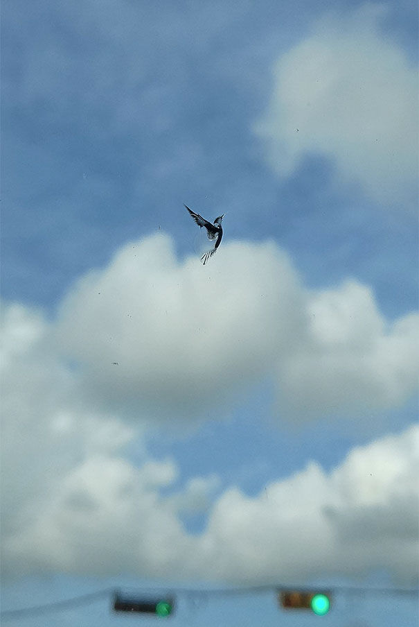 A crack in the shape of a bird on a car windshield
Translated by «Yandex.Translator»