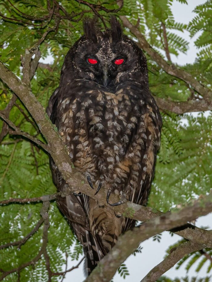 En la iluminación artificial, los ojos del búho de orejas estigias brillan con una luz roja brillante, lo que, junto con el plumaje oscuro, el estilo de vida nocturno y los "cuernos" de plumas, es la razón de la sombría reputación de esta Ave, que a menudo se asocia en los humanos con el diablo