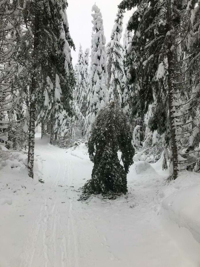 A tree that looks like a yeti, which was noticed by a man during a ski trip.