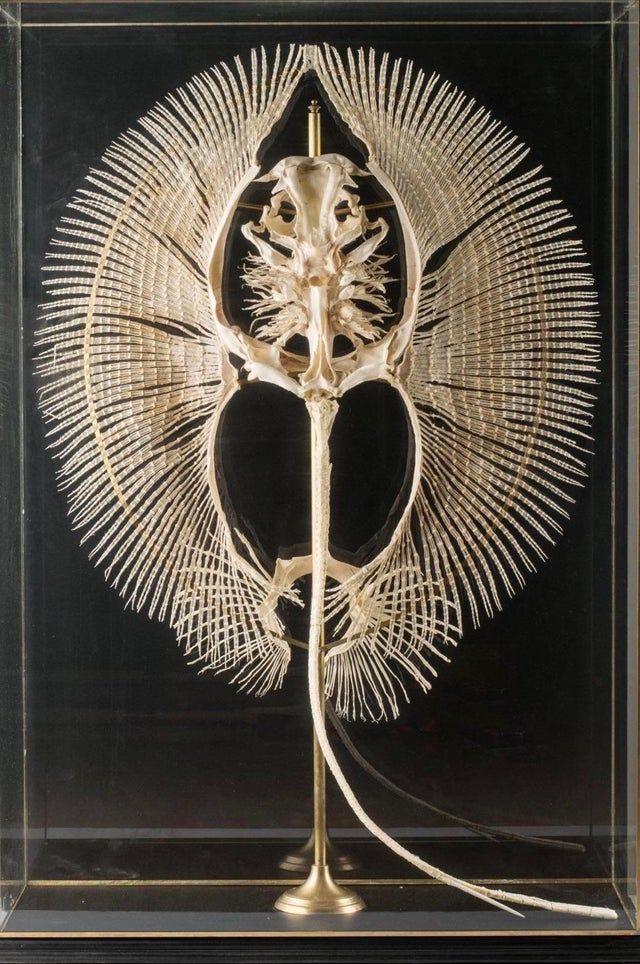 Skeleton of a stingray