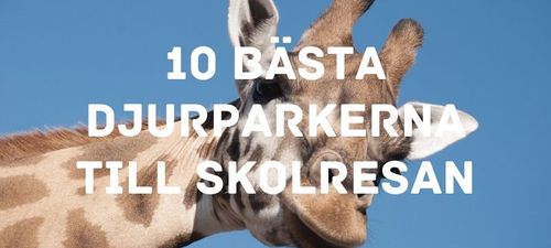 10 bästa djurparkerna till skolresan - Guiden till Sveriges djurparker