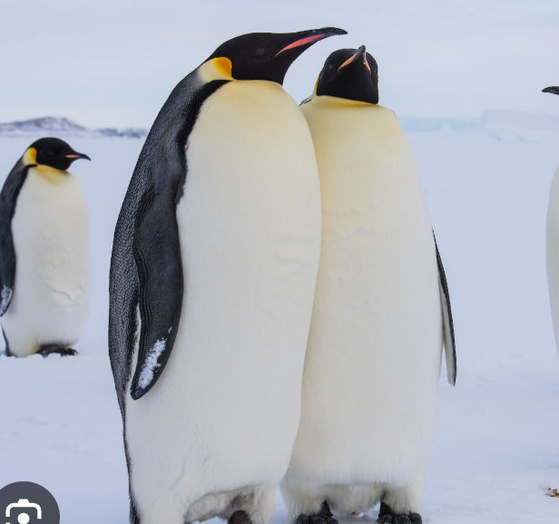 penguins