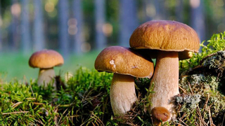 Mushroom quiz