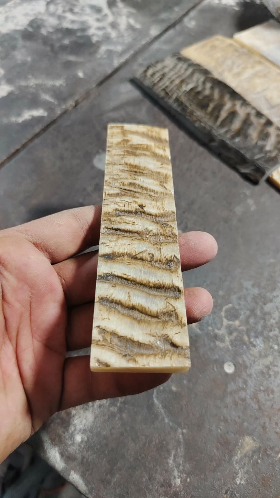 White ram horn scale