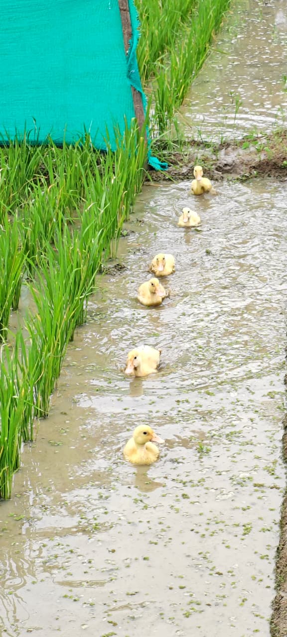Traditional farming activities