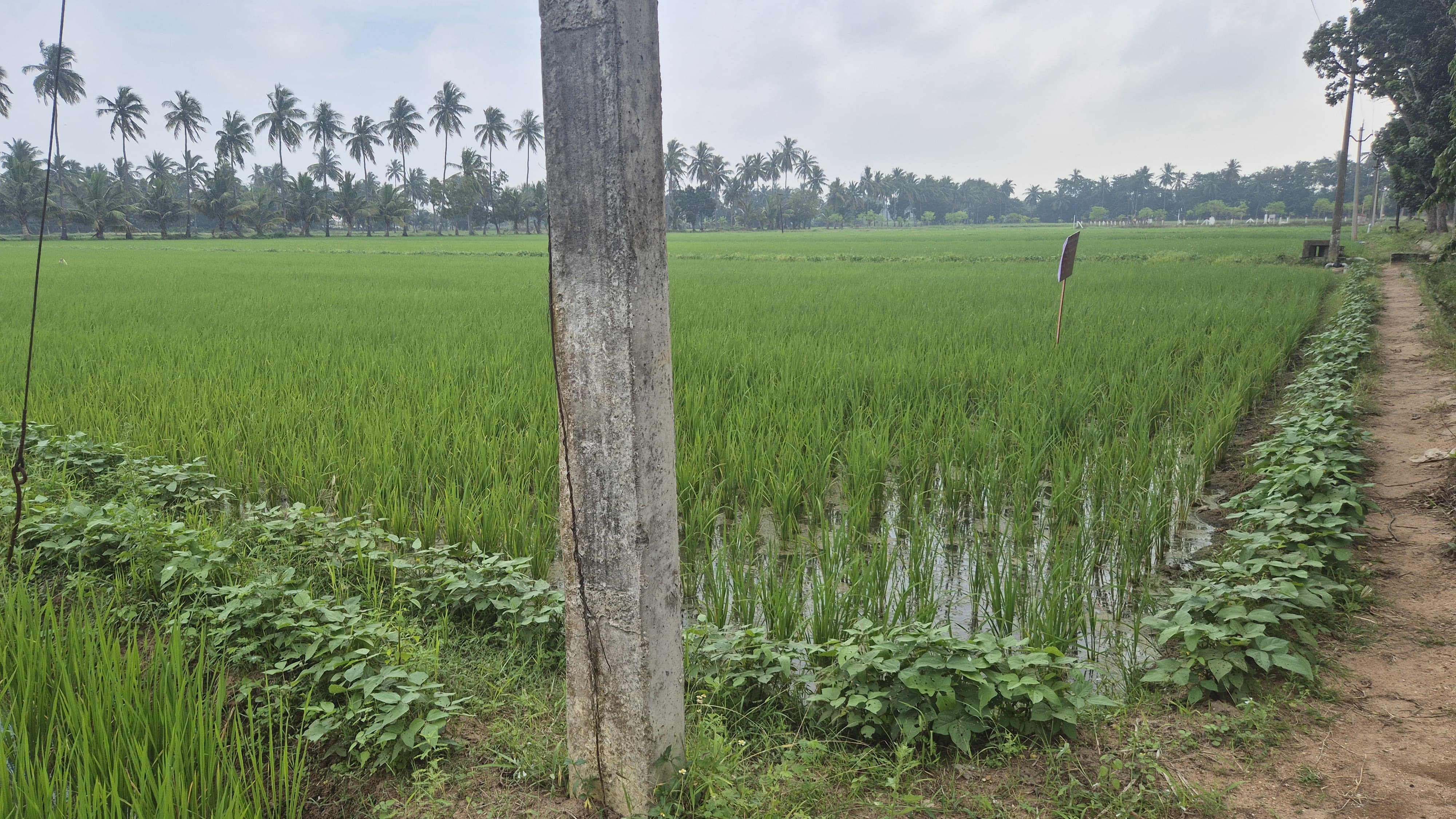 Rice harvest season