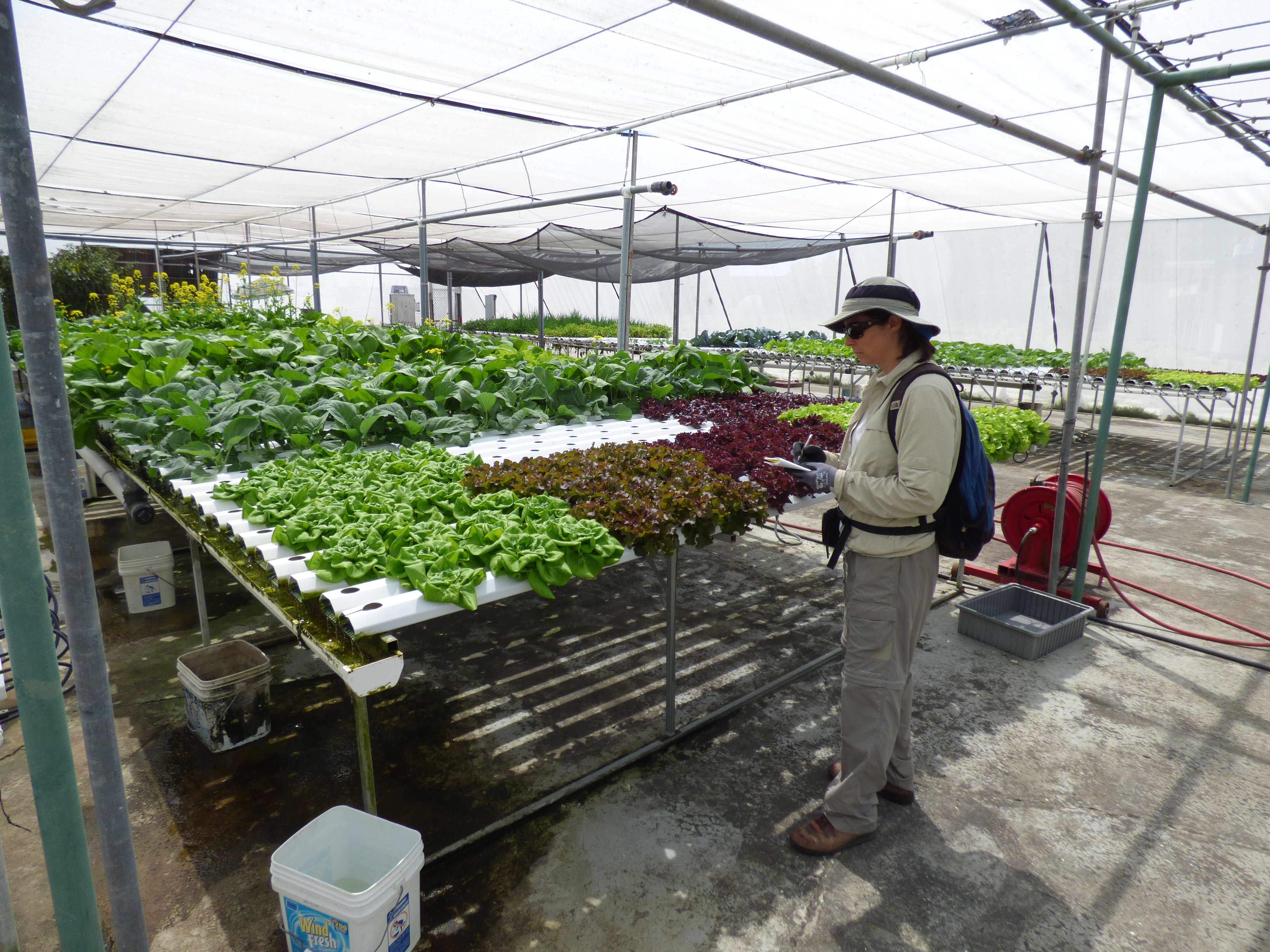 Urban farming