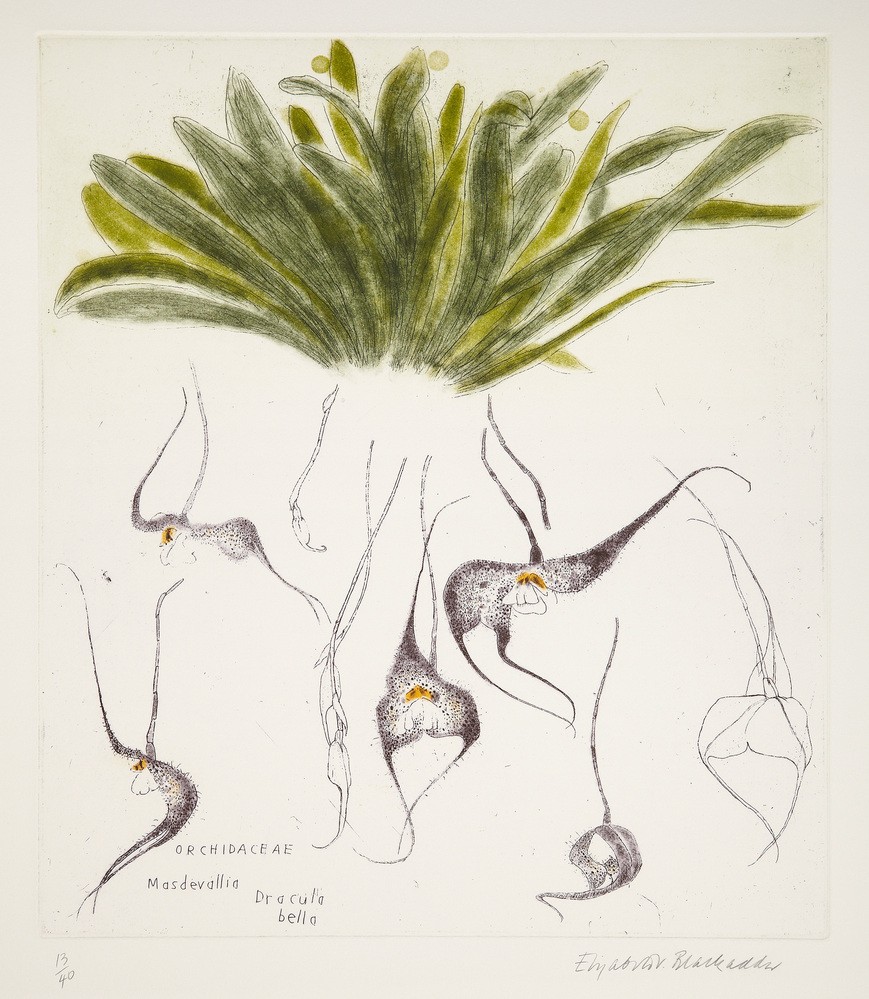 An image from the RSA collection.