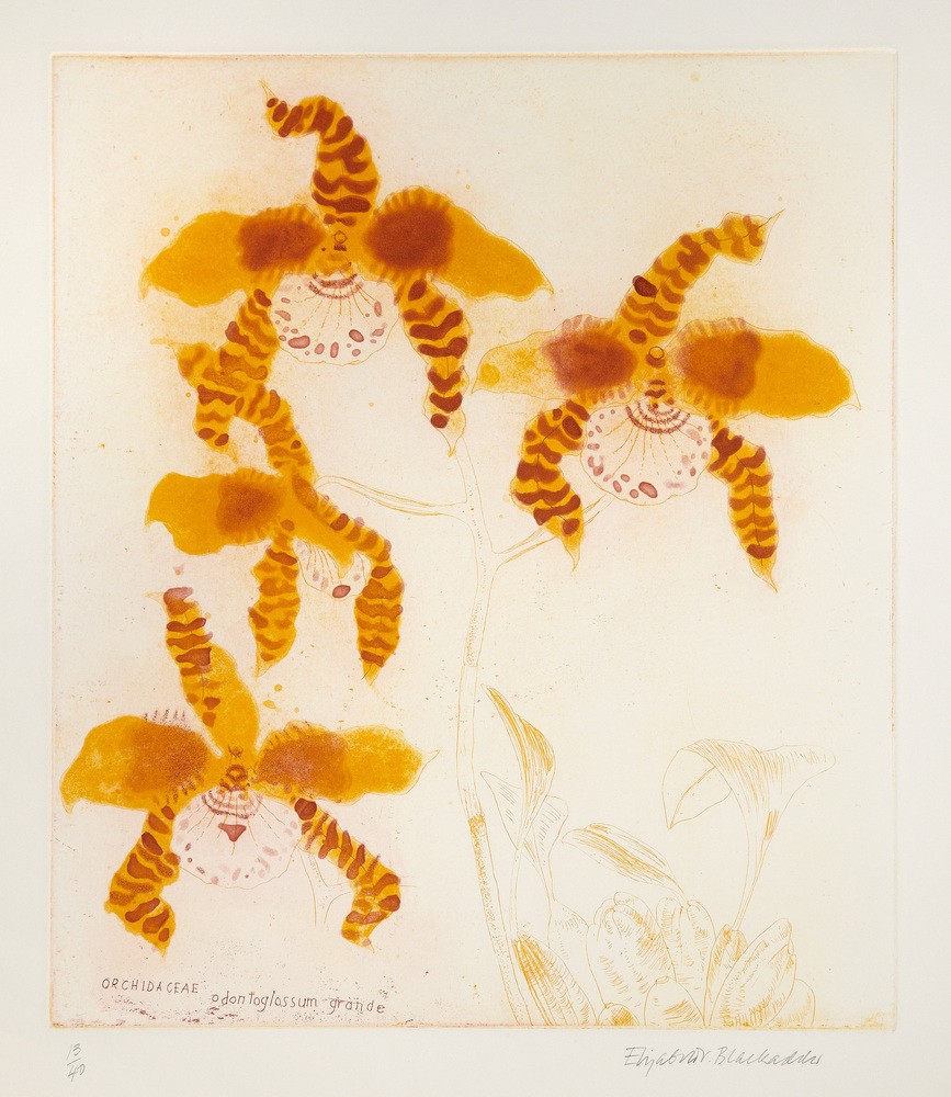 An image from the RSA collection.