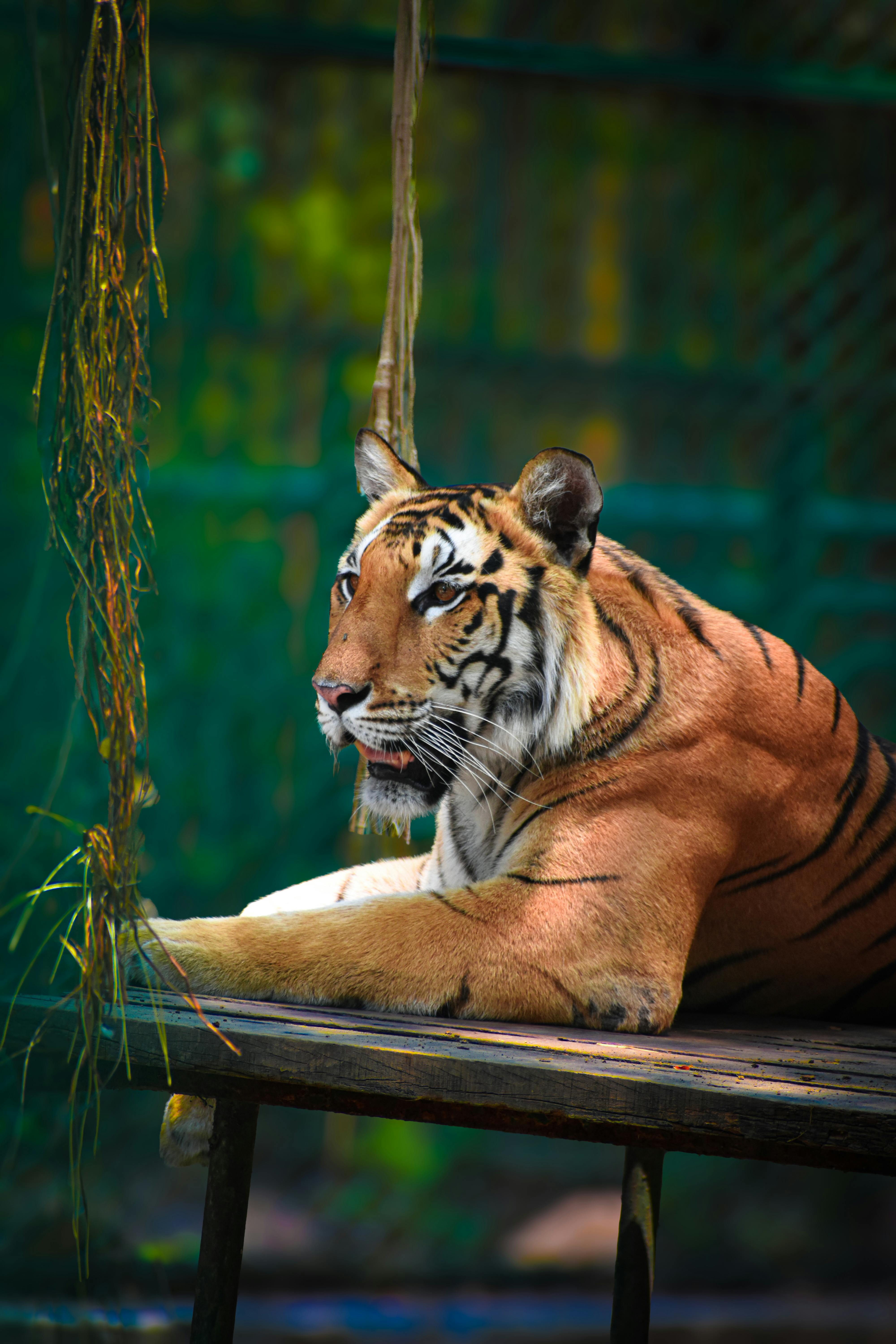 Royal Bengal Tiger