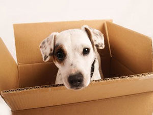 Pet Shipping