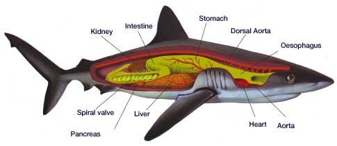 Cartilaginous fish: shark