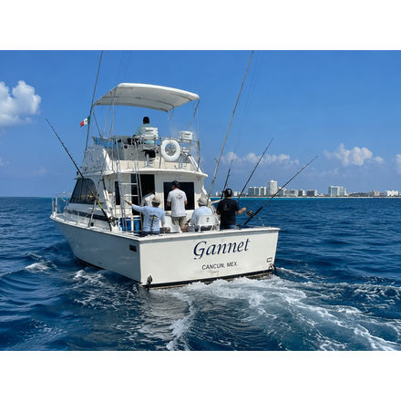 Gannet - Bertram 35