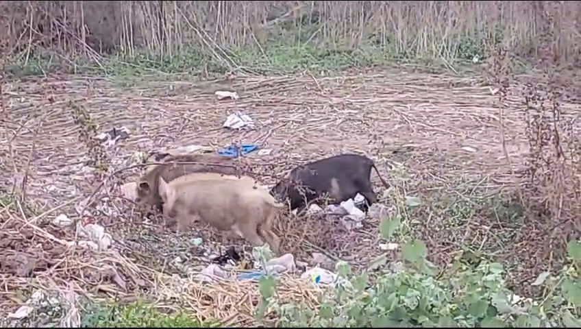 ખેડૂતો માટે દીપડો બનીને આવ્યો દેવદૂત, 2 vlcsnap 2024 01 09 16h41m24s760