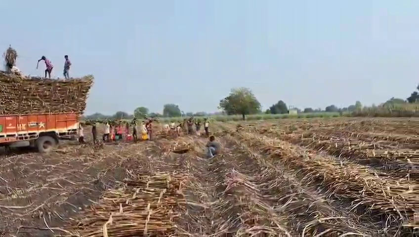 ખેડૂતો માટે દીપડો બનીને આવ્યો દેવદૂત, 3 vlcsnap 2024 01 09 16h41m35s725
