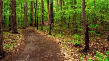 Piney Woods Ultra Image