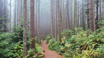 Tiger Peak Challenge Image