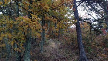 The Wild Oak Trail (TWOT) Image