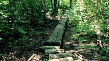 Forgotten Forest Ultra Run Image
