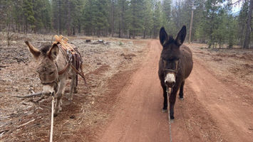 Great Shasta Rail Trail Image