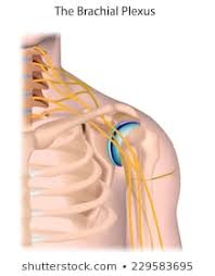 brachial plexis