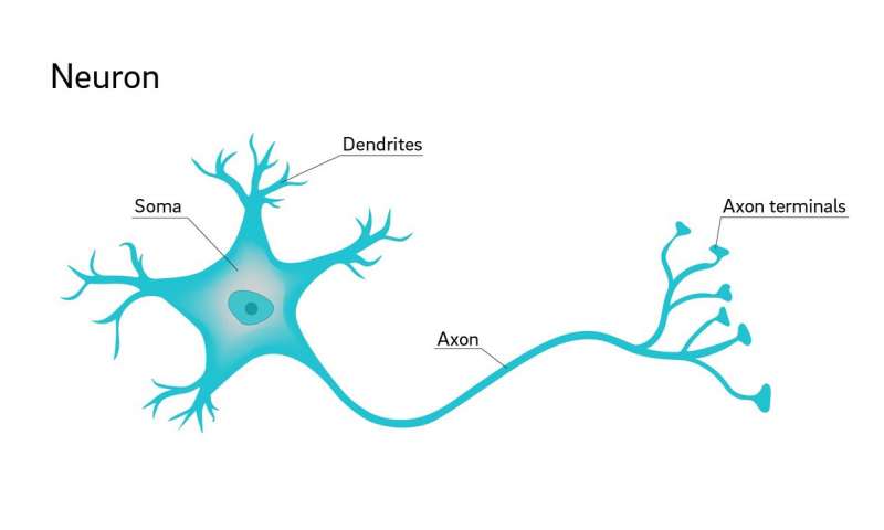 Know How Neurons Transmit Information in the Brain