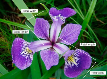 Iris Flower Classification Iris Flower Classification