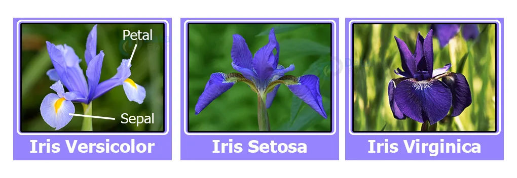 Iris Flower Classification