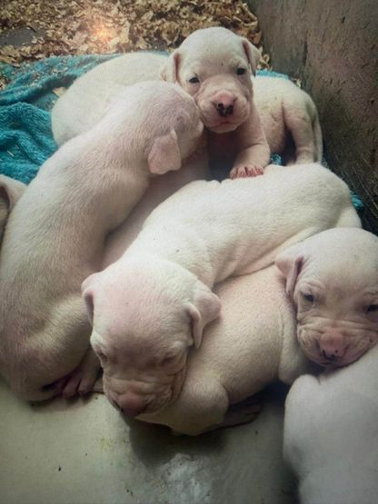 Dogo Argentino 1