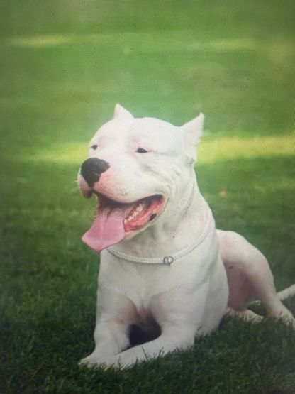 Dogo Argentino 3