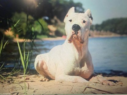 Dogo Argentino 4