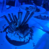 Lamb Chops