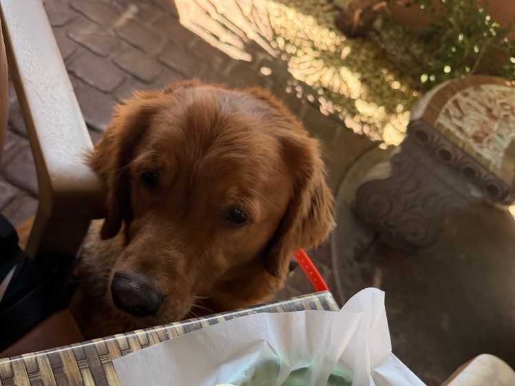 Just A dog