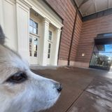 Big Ass Slice - White