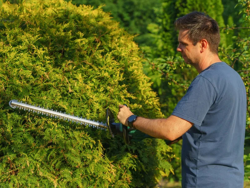 Professional hedge trimming creating neat straight lines on garden hedge