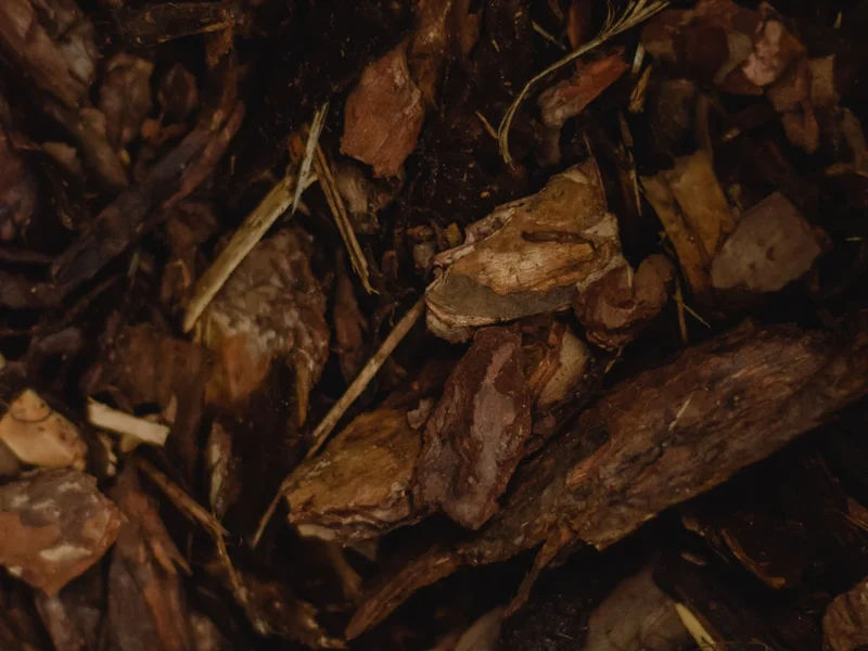 Fresh bark mulch being spread around plants to retain moisture
