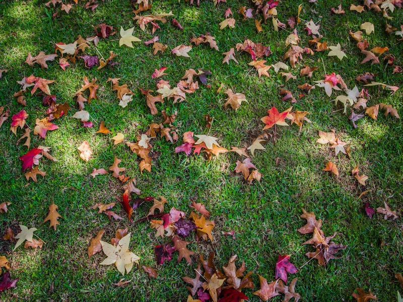 Autumn garden cleanup with leaves being collected and beds tidied