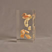 Side view of 3" x 4" x 6" rectangle block acrylic embedment award with sea shells cast into clear acrylic.