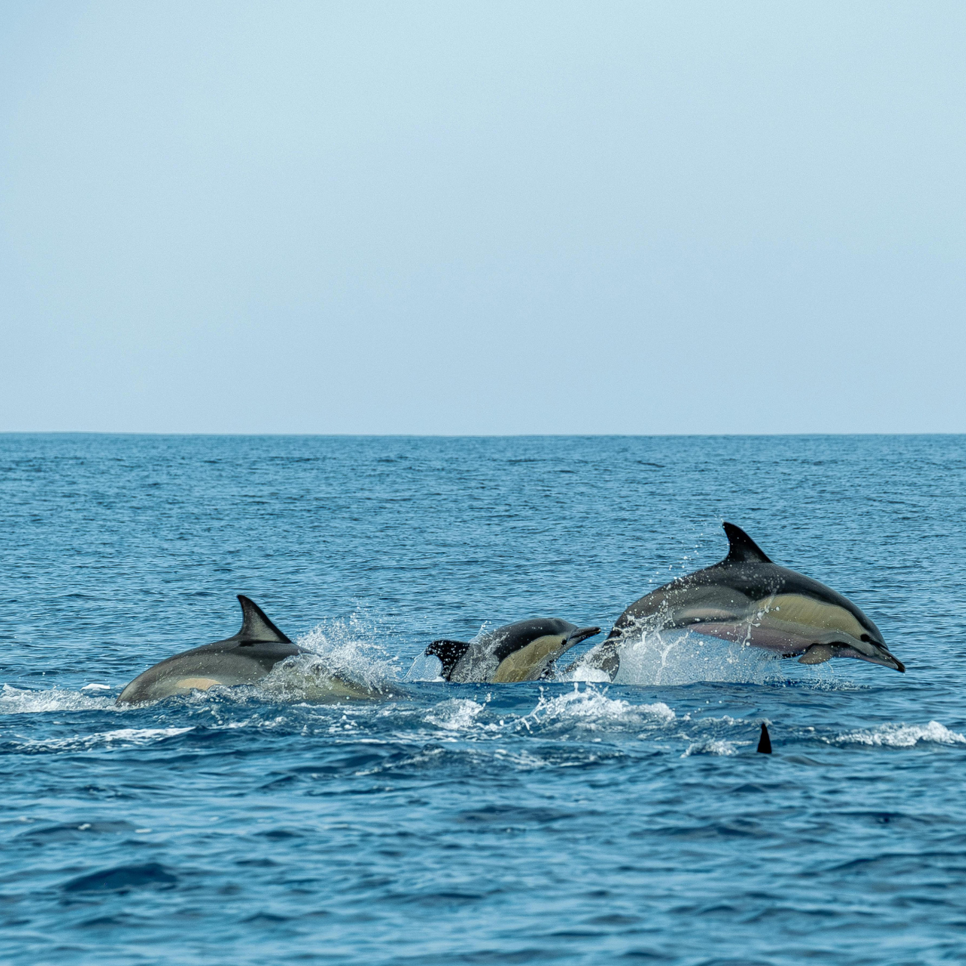 Dolphin Watching