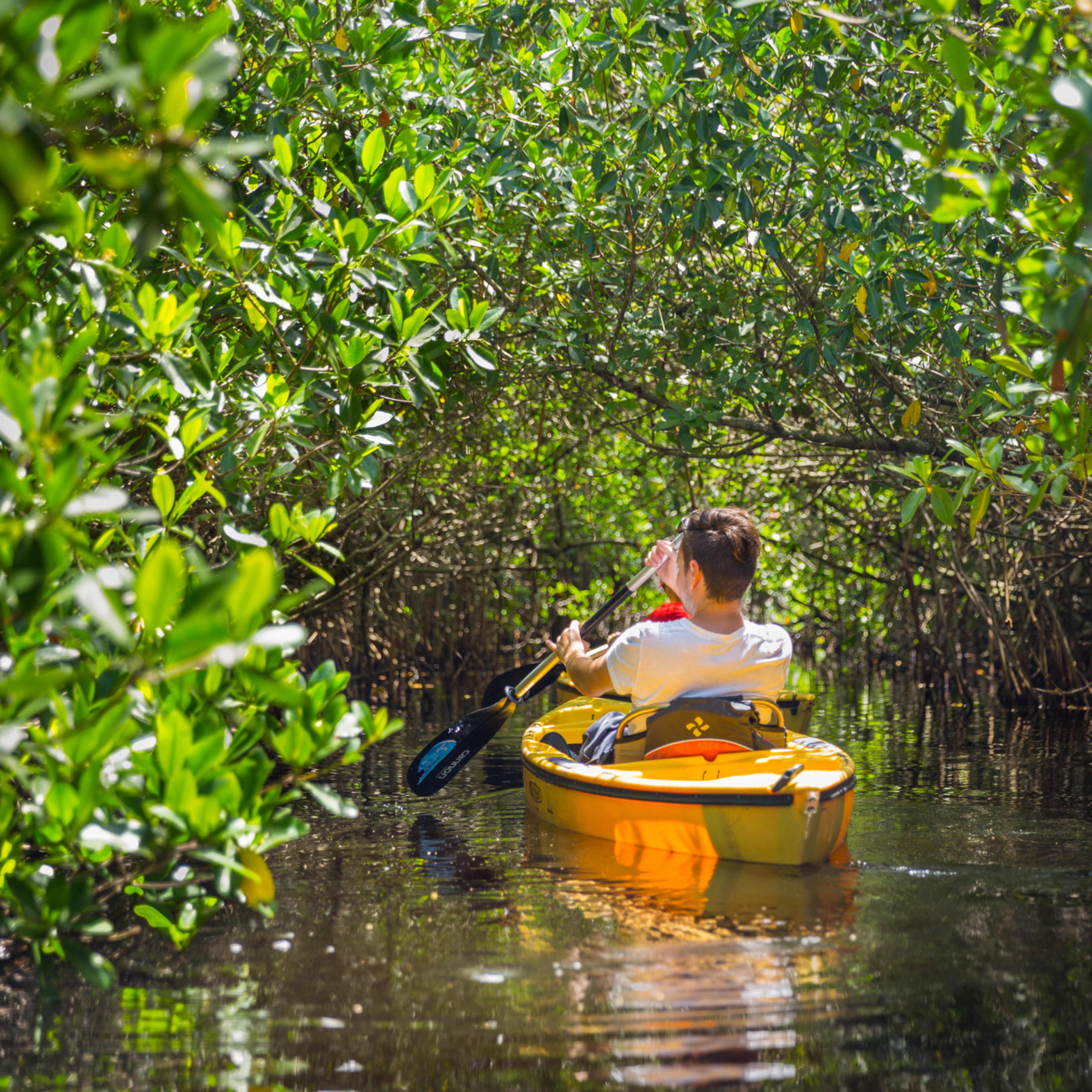 Mangrove Kayaking