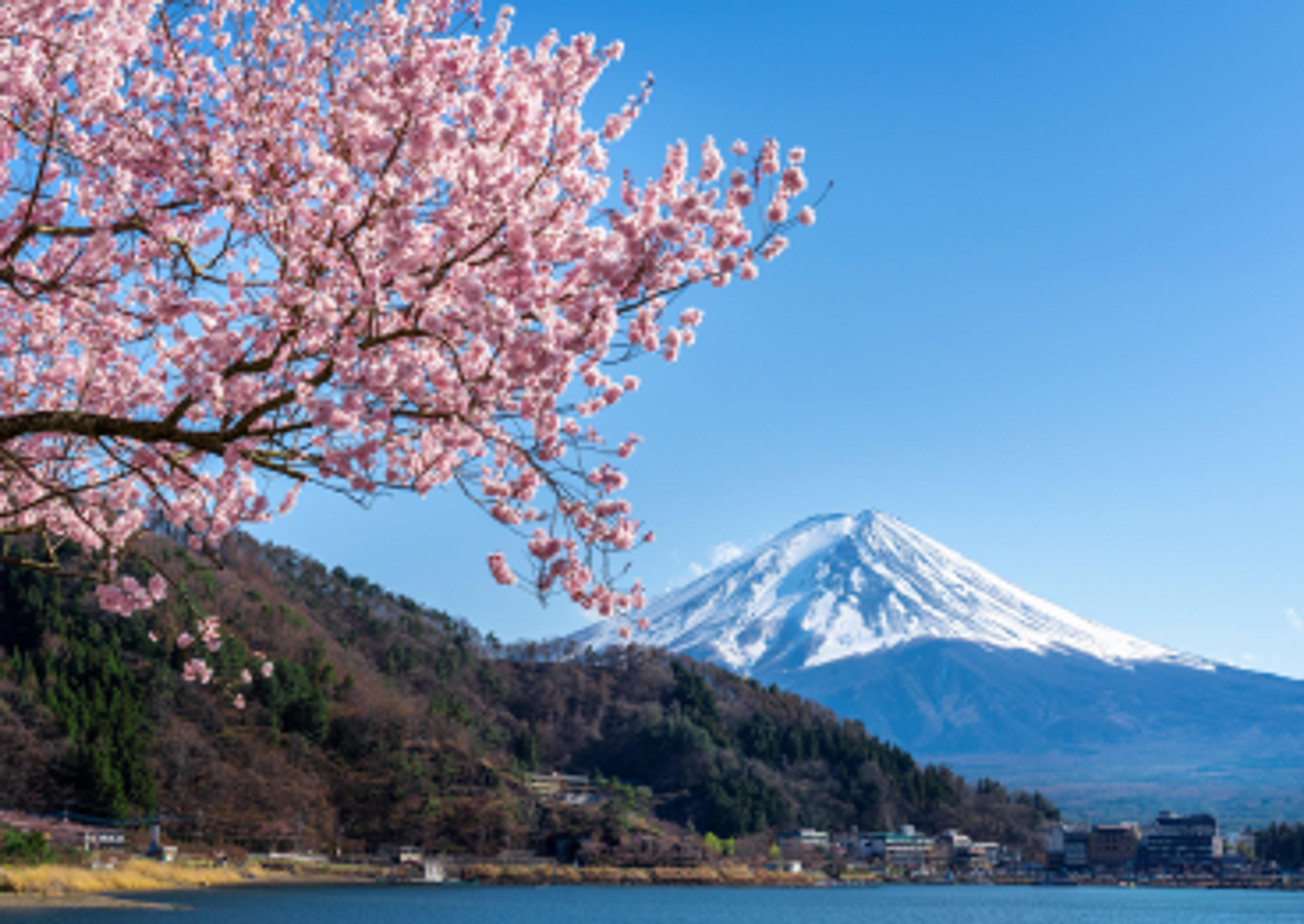 Seasonal Flowers in Japan