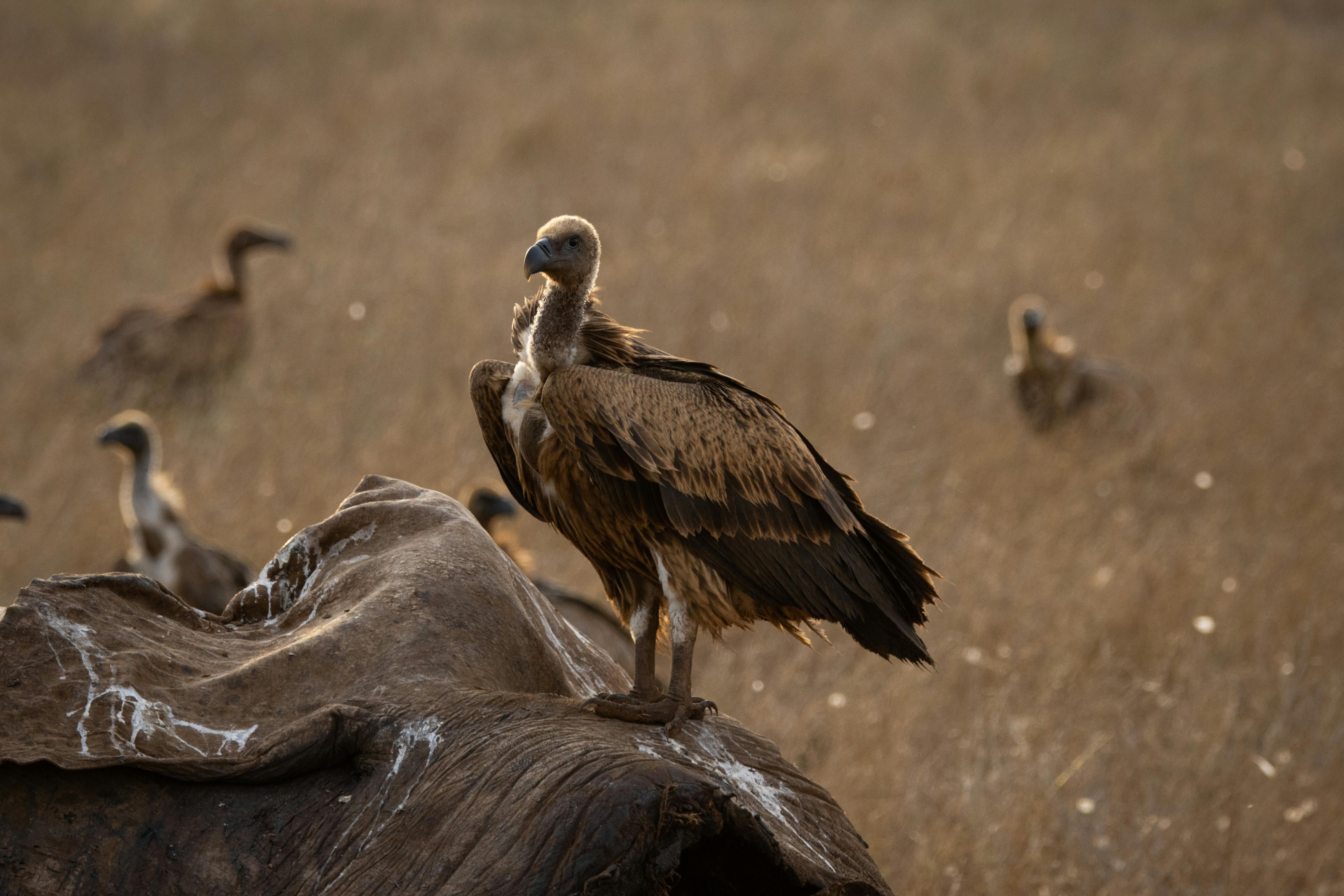Maasai Mara