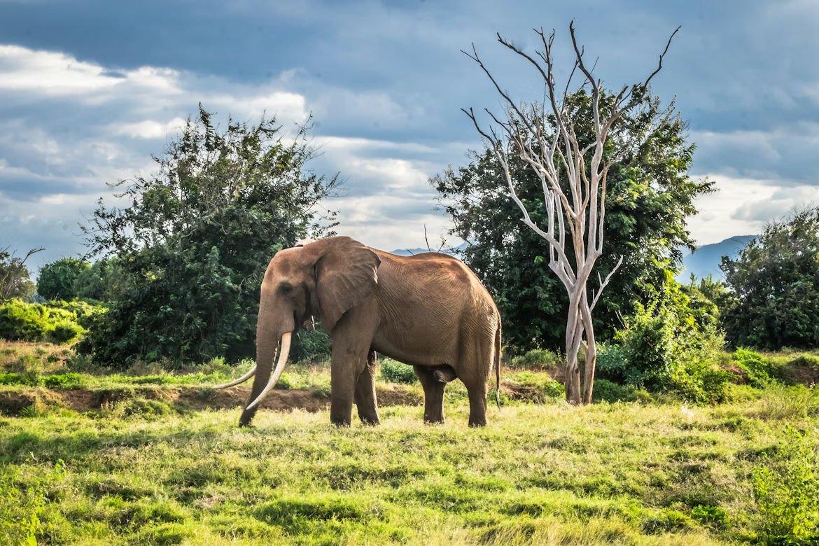 Tsavo West, Amboseli, and Tsavo East