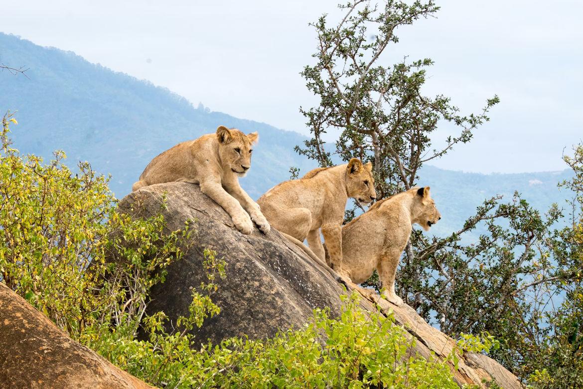 Tsavo East