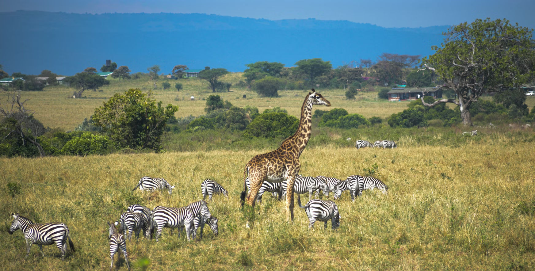 Maasai Mara, Lake Nakuru, Amboseli & Tsavo East