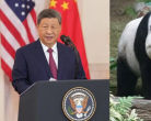 Xi Jinping
