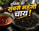 डा हांग पाओ: 9 करोड़ रुपये प्रति किलो है इस चाय की कीमत, जानिए खासियत
