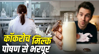 कॉकरोच मिल्क: रेड मीट और भैंस के दूध से भी ज्यादा ताकतवर, जानिए इसके पोषक तत्व