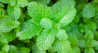 mint plant care
